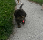 Odie 